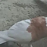 طوقی نر زرد