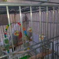 عروس هلندی|پرنده|اسلامشهر, کاشانک|دیوار