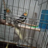 عروس هلندی سالم جفتن