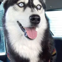 سگ هاسکی اصیل|سگ|کرمان, |دیوار