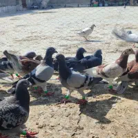 دسته کبوتر شب بازی