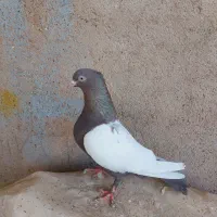 سینه ماده