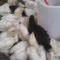 جوجه گوشتی