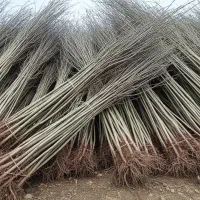 ارسال سریع و مطمئن نهال از نهالستان آقای نهال|گل و گیاه طبیعی|خدا آفرین, |دیوار