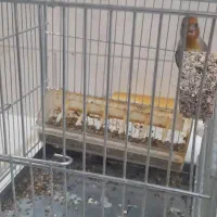 سهره قناری نر دهن سهره