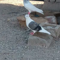 کفتر پشتدار