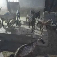 بز و کهره|حیوانات مزرعه|بندرعباس, |دیوار