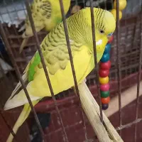 جفت مرغ عشق|پرنده|خرمشهر, |دیوار