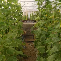 اجاره-گلخانه-پنج-هزارمتری