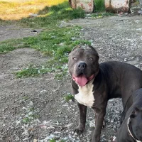 پیتبول امریکن بولی|سگ|بندر انزلی, پیل علی باغ|دیوار