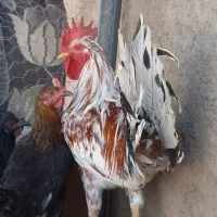 فروش خروس گلین جوجه ویاندوت و  برهما|حیوانات مزرعه|شیراز, زرهی|دیوار