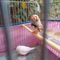 یه جفت فنچ همراه قفس