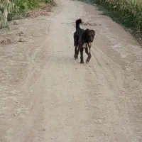 سگ  ملو گمشده|حیوانات|دزفول, |دیوار