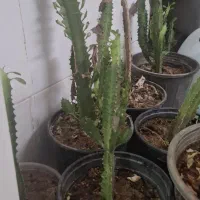 کاکتوس افوربیا