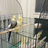 عروس هلندی