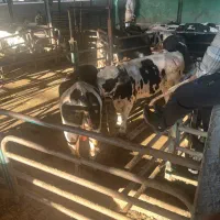 کارگر گاوداری میخوام-حقوق ۲۰ تومان