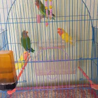 طوطی برزیلی|پرنده|مرند, |دیوار