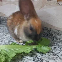 خرگوش سالم وسرحال