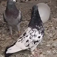 کبوتر کله دم سیاه