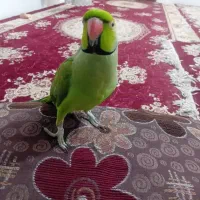 طوطی ملنگو سخنگو