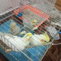 عروس هلندی و طوطی