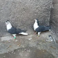 یک جفت کفتر نر و ماده ساده سیاه کاکولی