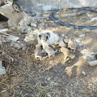 توله سگ خراسانی