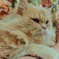 گربه پرشین|گربه|شیراز, محراب|دیوار