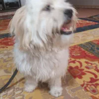 یک سگ گمشده|حیوانات|بهبهان, |دیوار