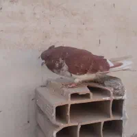 کفتر گرگی نر|پرنده|اسلام‌شهر, شهرک واوان|دیوار