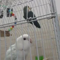 عروس هلندی و کو توله