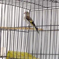 سهره جوجه