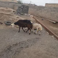 ۳راس کاور بره دار فروشی