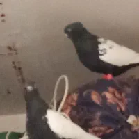 یک جفت کفتر درشت