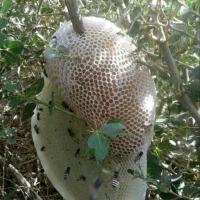 عسل کوهی (بهاره)