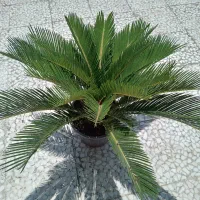 فروش سیکاس