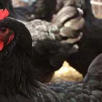 فروش جوجه یکروزه بلک استار اصیل