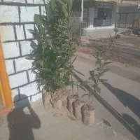 درخت|گل و گیاه طبیعی|اندیکا, |دیوار