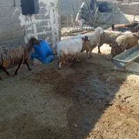 ۸راس میش|حیوانات مزرعه|کوهدشت, |دیوار