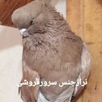 کبوتر نوک قنار