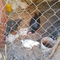 ۷عدد مرغ و خروس۲عددبوقلمون ماده دونه ای ۷۵۰