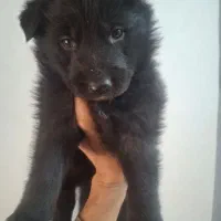 توله ژرمن بلک شولاین اصیل|سگ|نیشابور, ده حلاج|دیوار