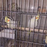 عروس هلندی لوتینو