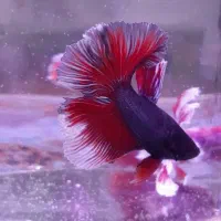 فایتر نر و ماده به قیمت عمده