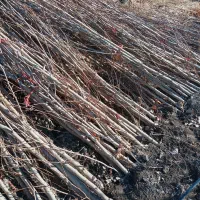 نهال چنار 4 ساله|خدمات باغبانی و درختکاری|تهران, بوستان چیتگر|دیوار