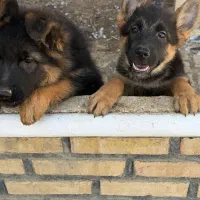 توله ژرمن دوماهه|سگ|چهارباغ, |دیوار