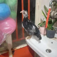 جوجه گلین|حیوانات مزرعه|سنگدوین, |دیوار