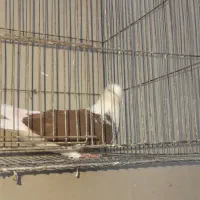 قلاقی قرمز نر