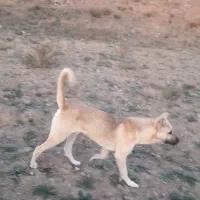 سگ سرابی|سگ|انگوت, |دیوار