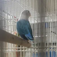 طوطی برزیلی ماده اپلاین کارداده